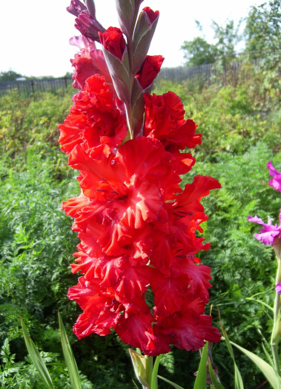 Гладиолус Саншайн