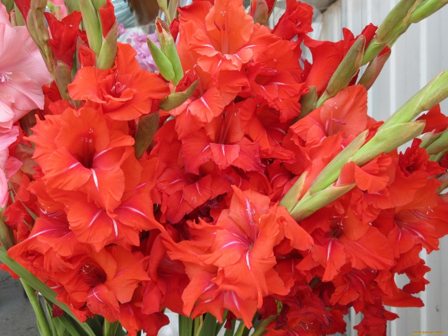 Гладиолус Мисти мейт