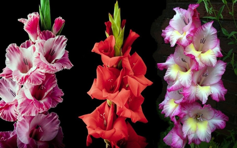 Гладиолус Аленький цветочек