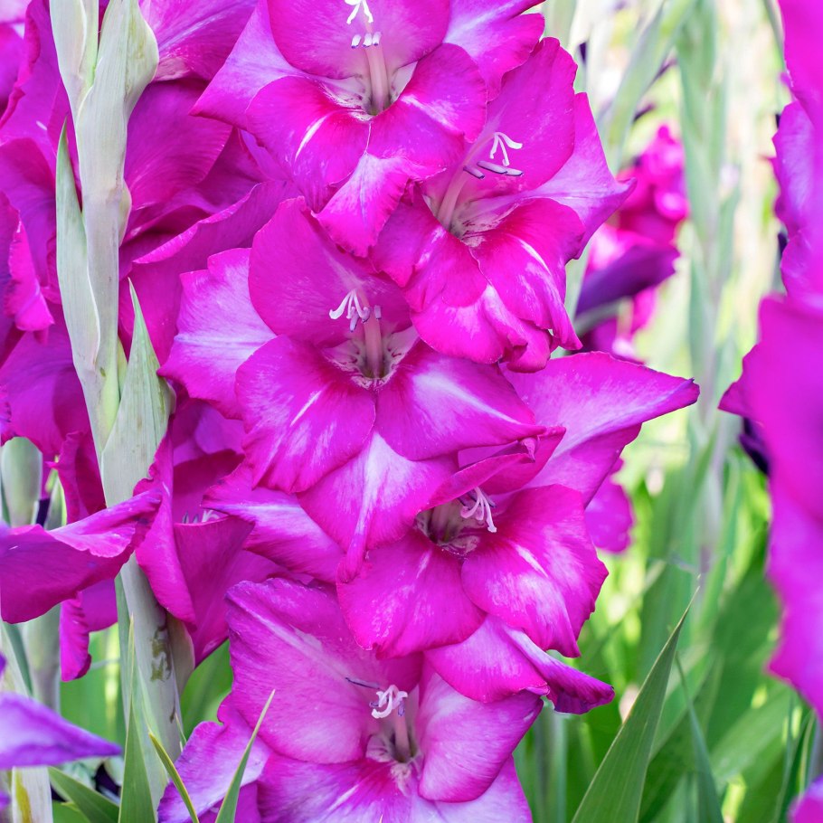 Гладиолус шпажник