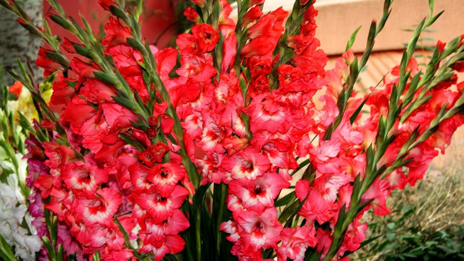 Гладиолус Windsong