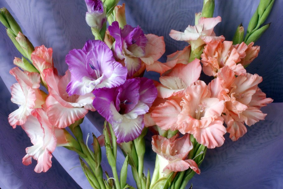 Гладиолус баккара Baccara