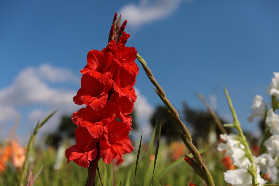 Гладиолус полевой