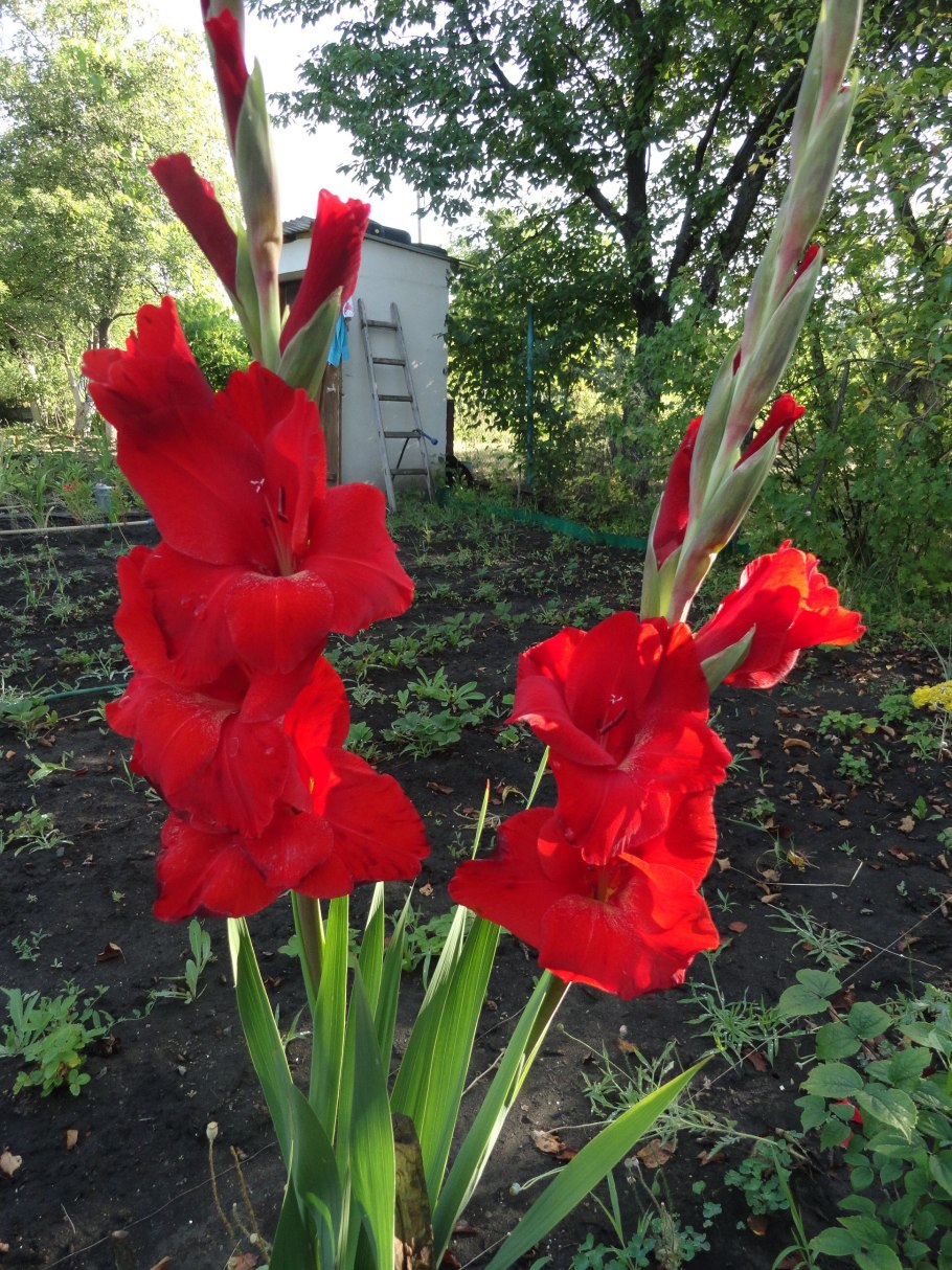 Гладиолус Андрей Первозванный