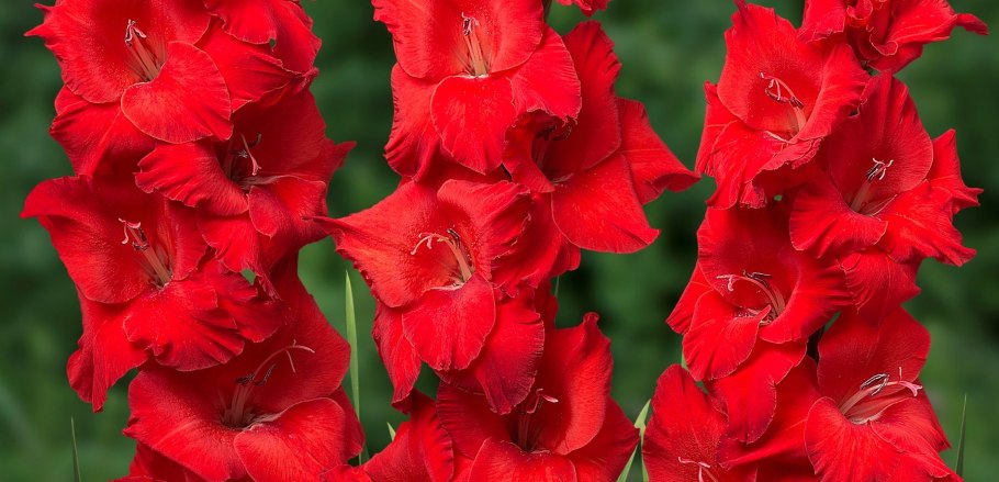 Гладиолус ОТИЛКА