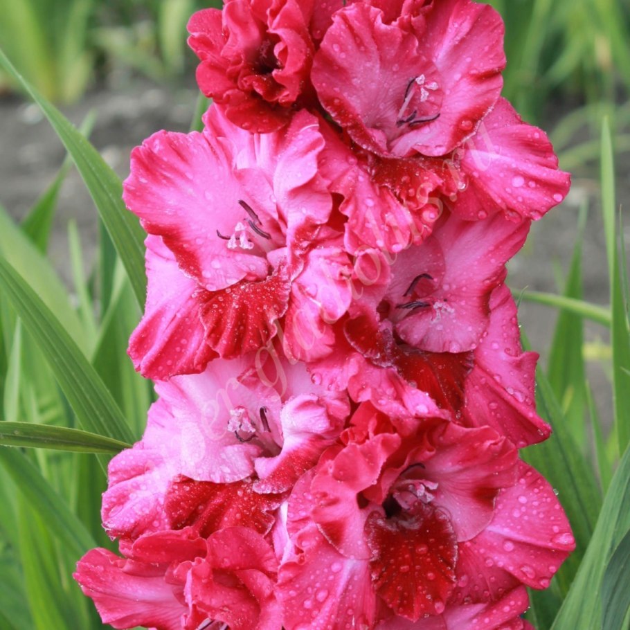 Букет красных гладиолусов