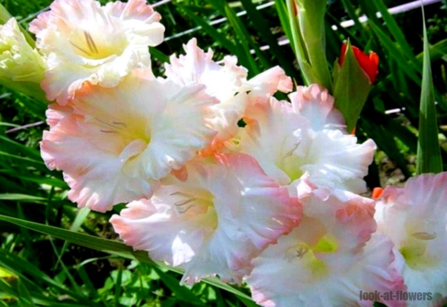 Гладиолус Эвидент