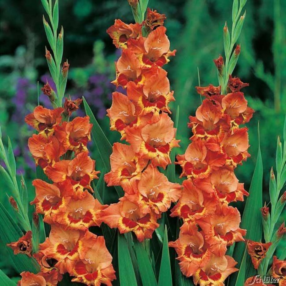 Гладиолус гибридный (Gladiolus x hybridus)