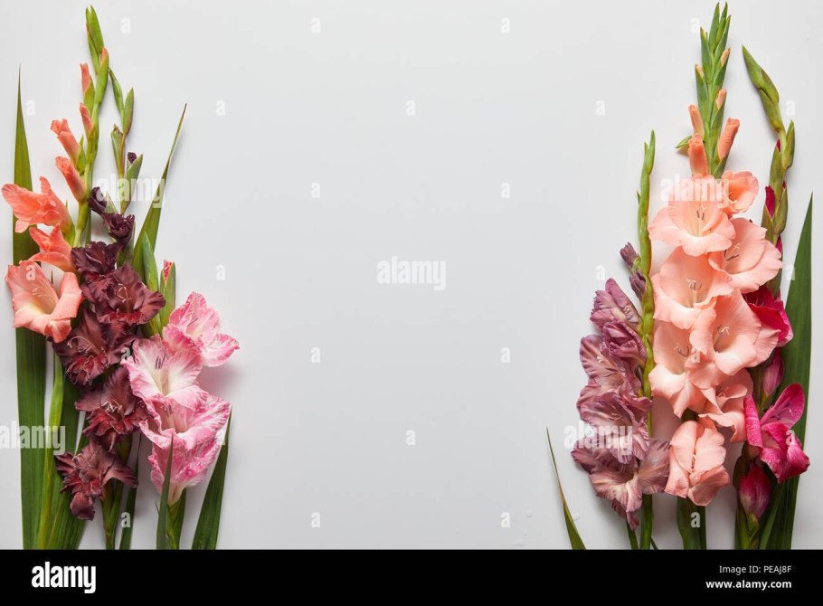 Гладиолус крупноцветковый "Российская селекция" Арлекин