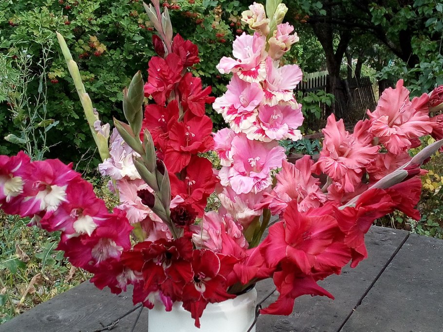 Гладиолус шпажник черепитчатый