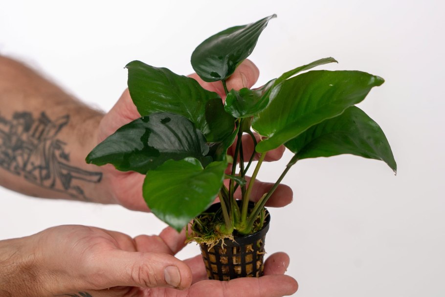Anubias coffeefolia Камерун