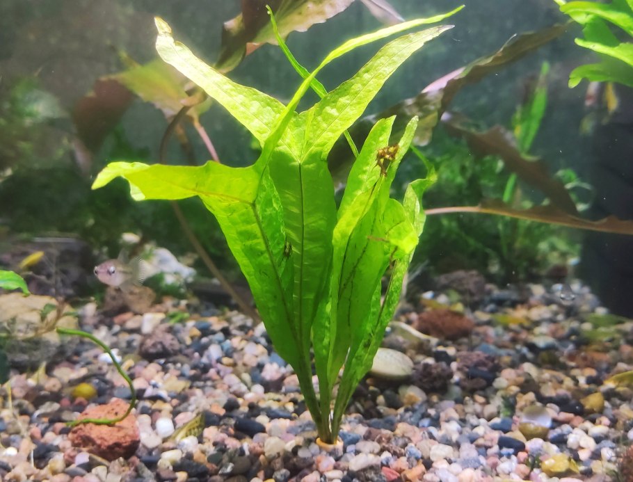 Anubias barteri var. Nana «Golden Heart».
