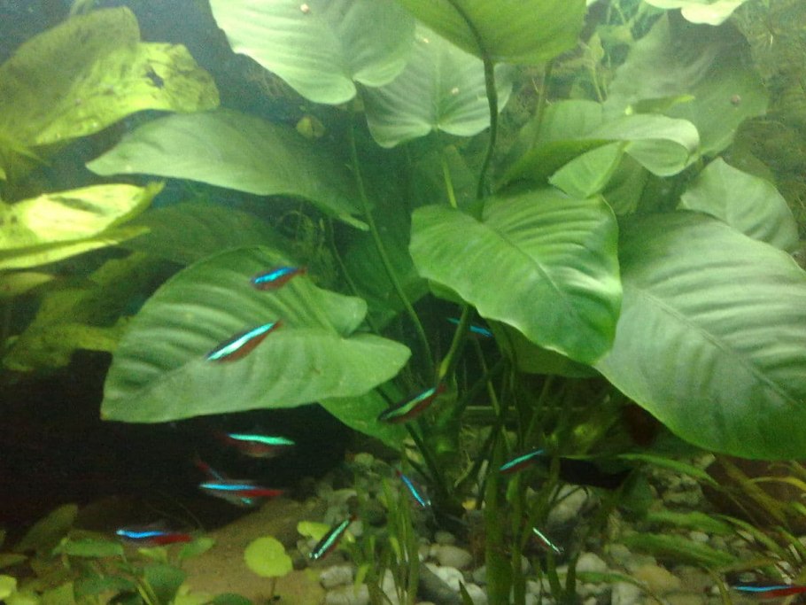 Anubias barteri Gabon