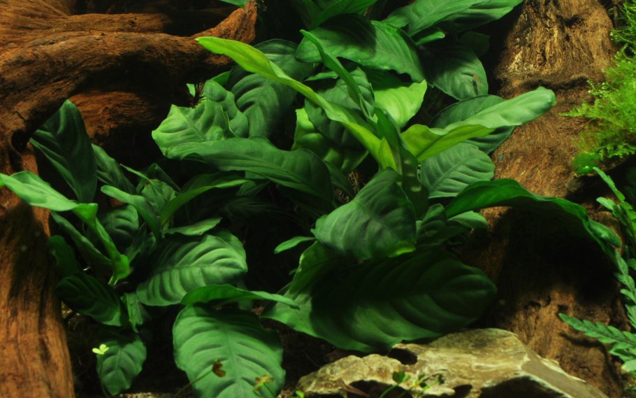 Анубиас Минима (Anubias barteri var. Glabra f. minima)