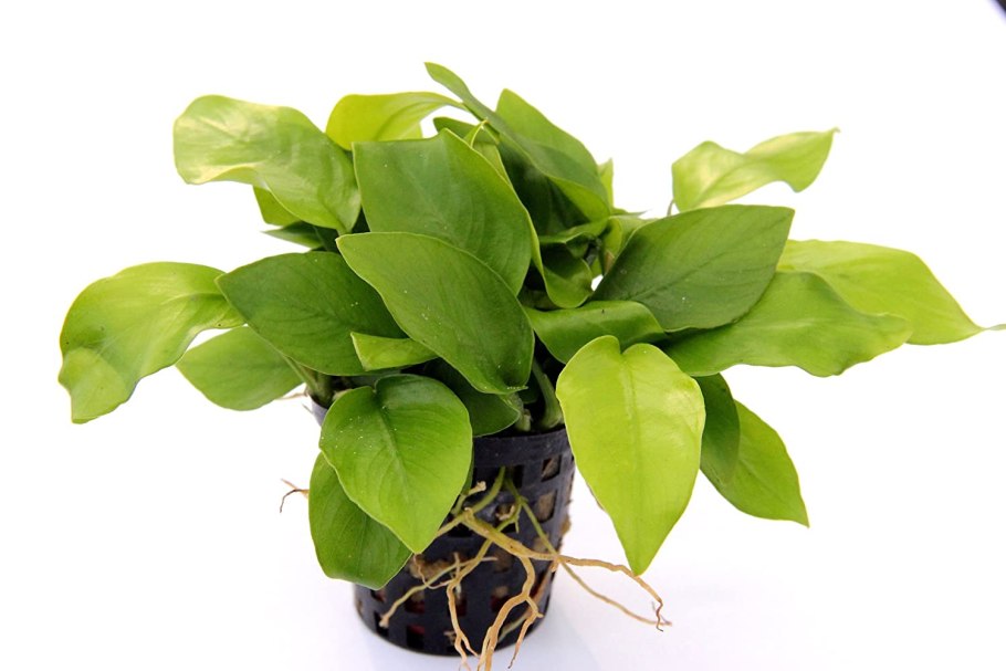 Anubias minima "Dragon Claw"