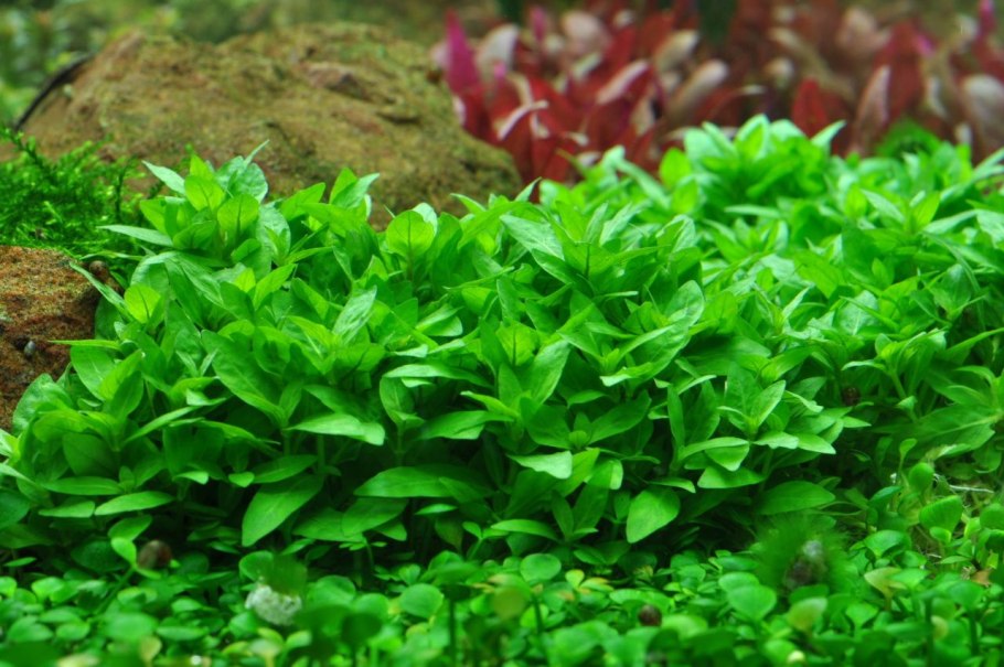 Анубиас разнолистный (Anubias heterophylla)