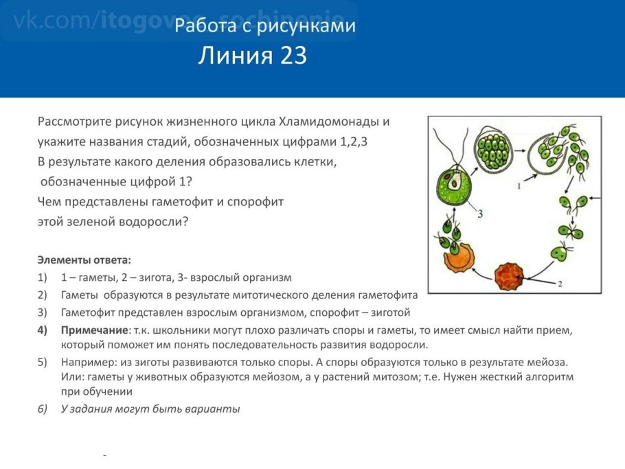 Нитчатая водоросль улотрикс размножение