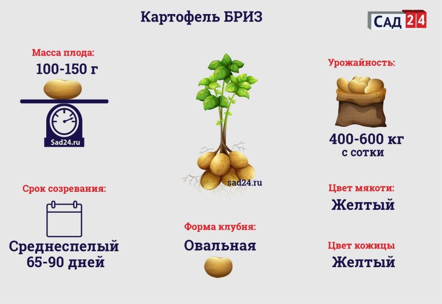Посадка картофеля
