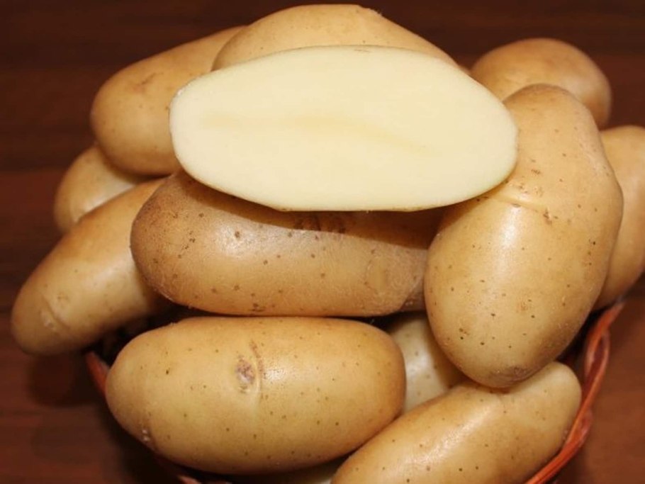 Семенной картофель Аврора