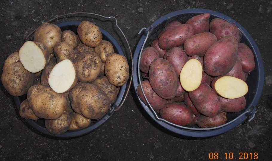 Картофель Лорх