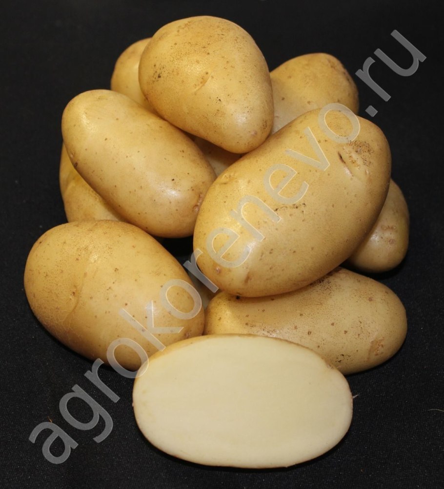 Семенной картофель, сорт «Бернина»