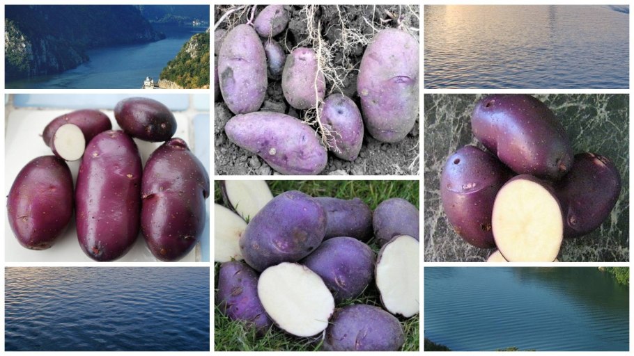 Спиридон сорт картофеля