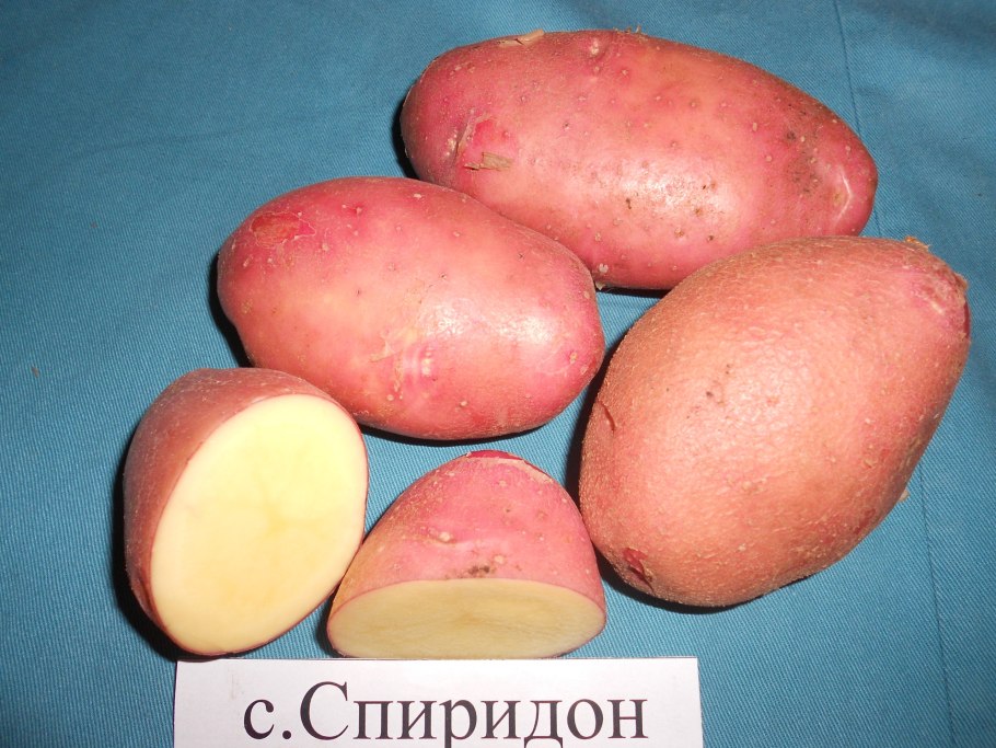 Сорт картофеля голубой Дунай