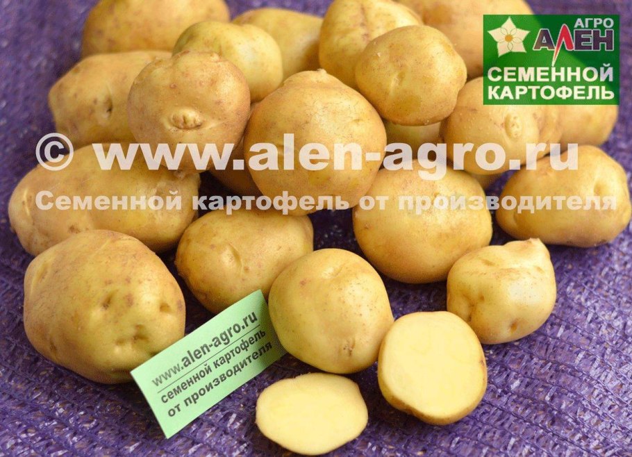 Картофель голубизна цветёт