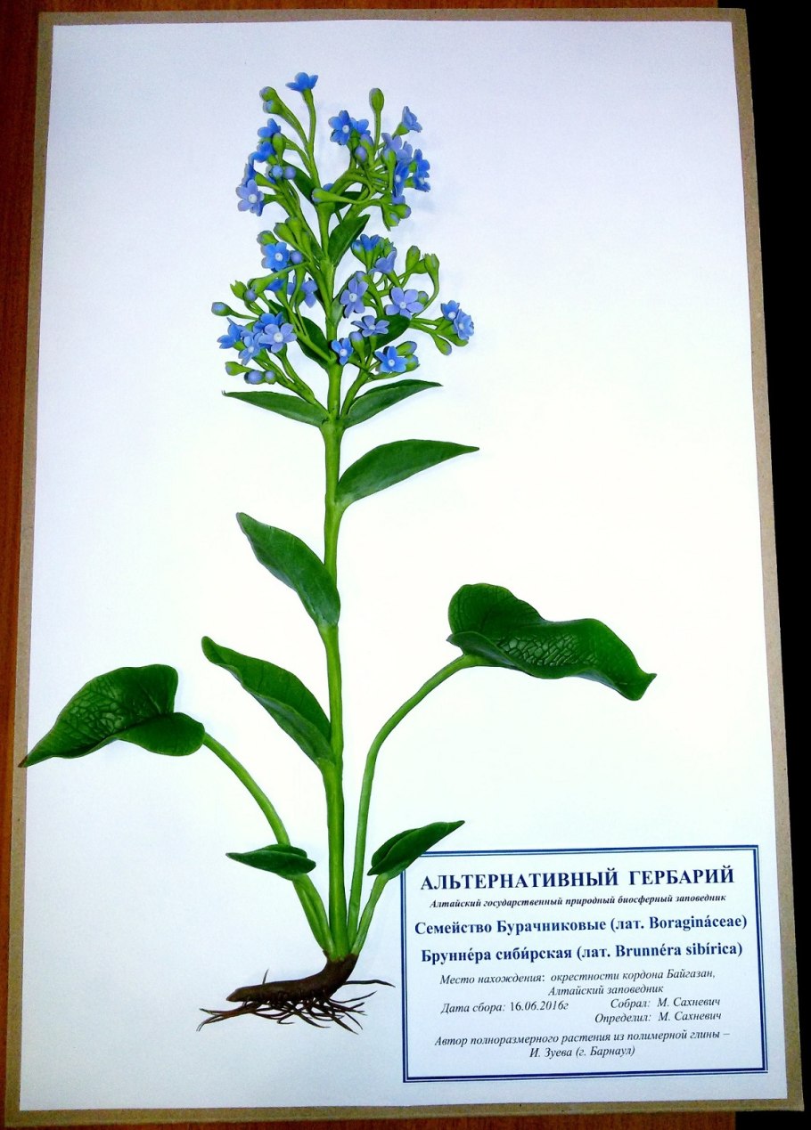 Бруннера Сибирская красная книга Алтайского края