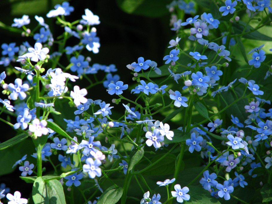 Бруннера крупнолистная variegata
