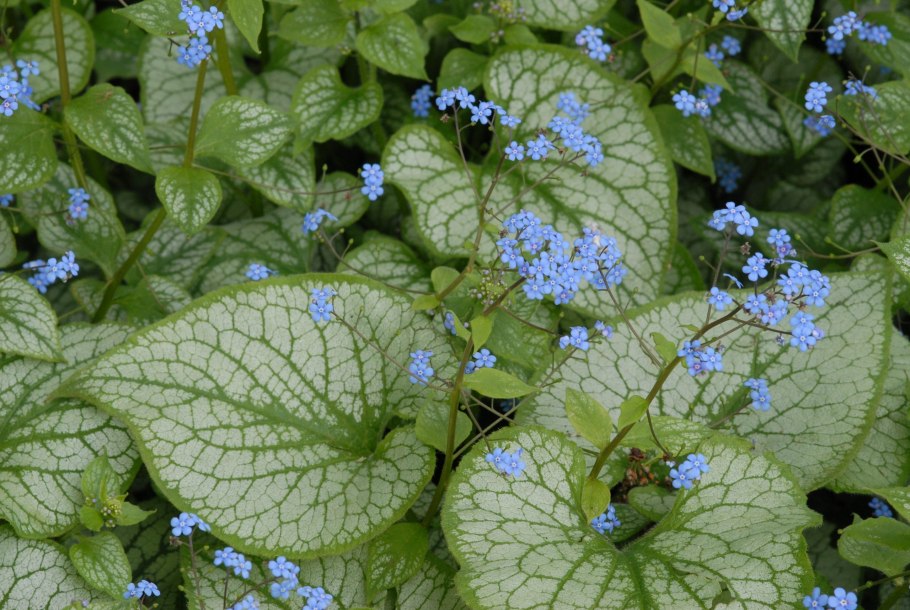 Бруннера Brunnera m. Alexandria