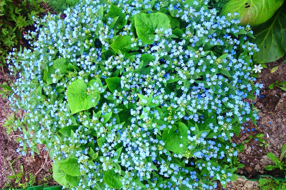 Бруннера крупнолистная Brunnera