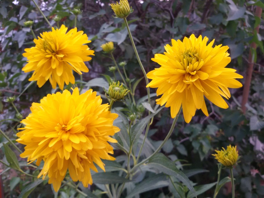 Желтая Астра цветок