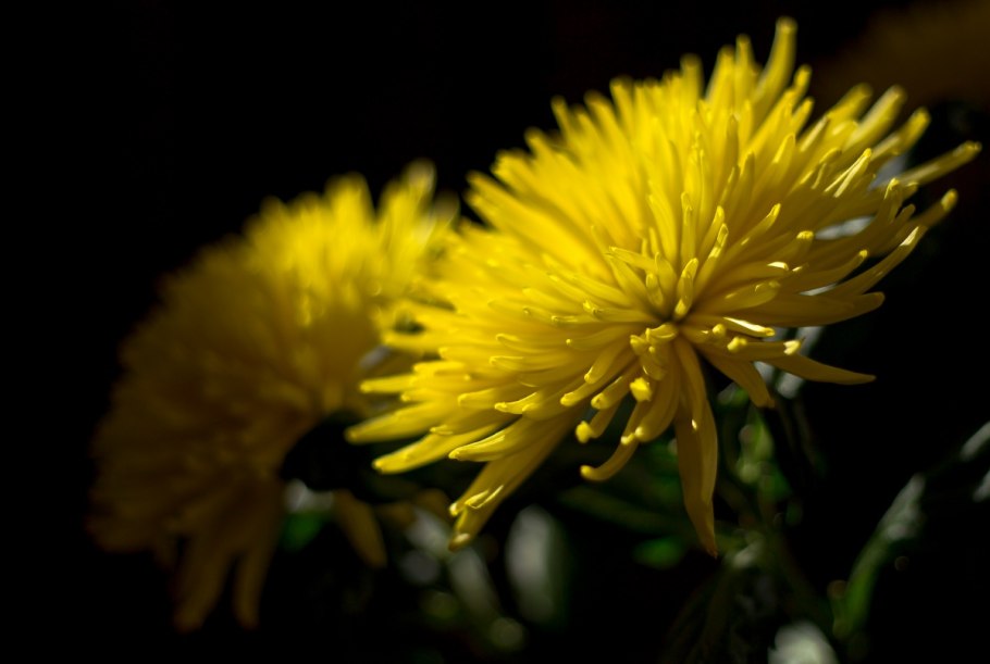 Астра желтая игольчатая