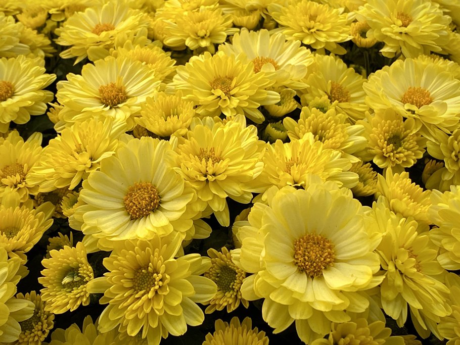 Желтые астры и хризантемы