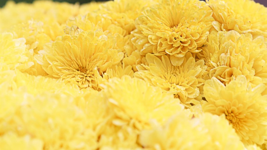 Хризантема дипломат