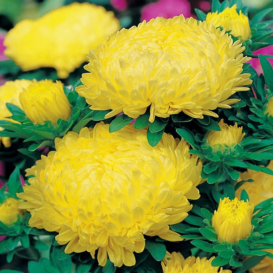 Хризантема Ребонет