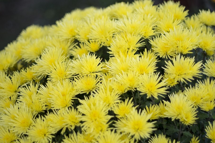 Астра Гремлин желтая