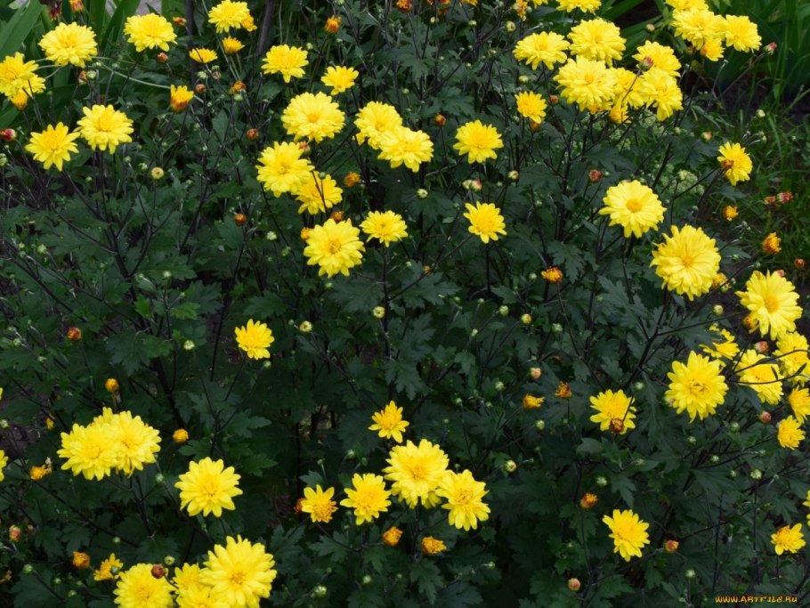 Астра желтая игольчатая