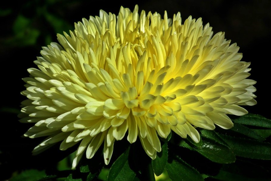 Астра Дюшес желтая