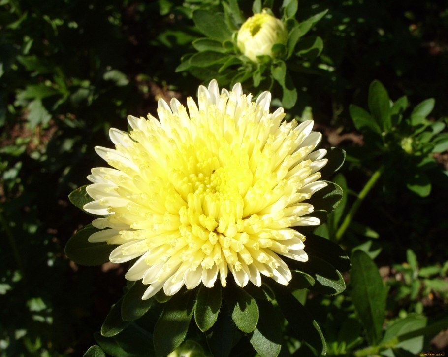 Астры и бархатцы