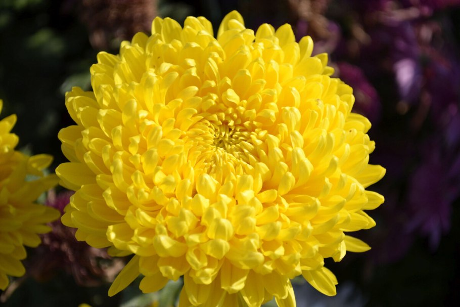 Астра леди коралл Еллоу