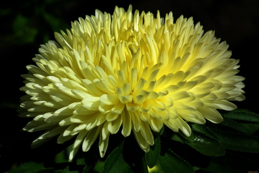 Астра Татарская желтая