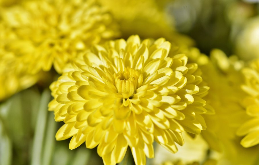 Хризантема корейская желтая игольчатая