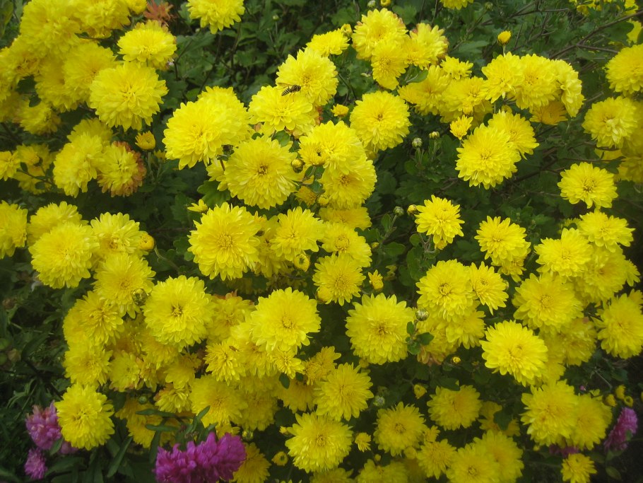 Астра коготковая желтая