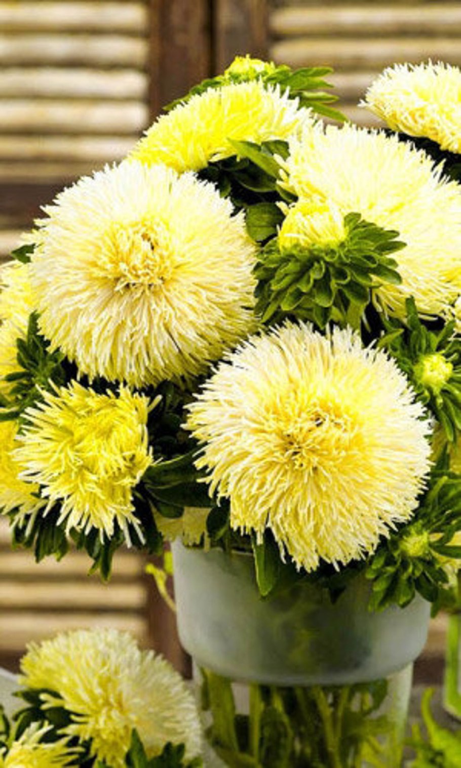 Хризантема Кнопа