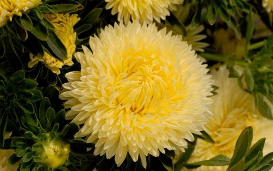 Астра коготковая желтая