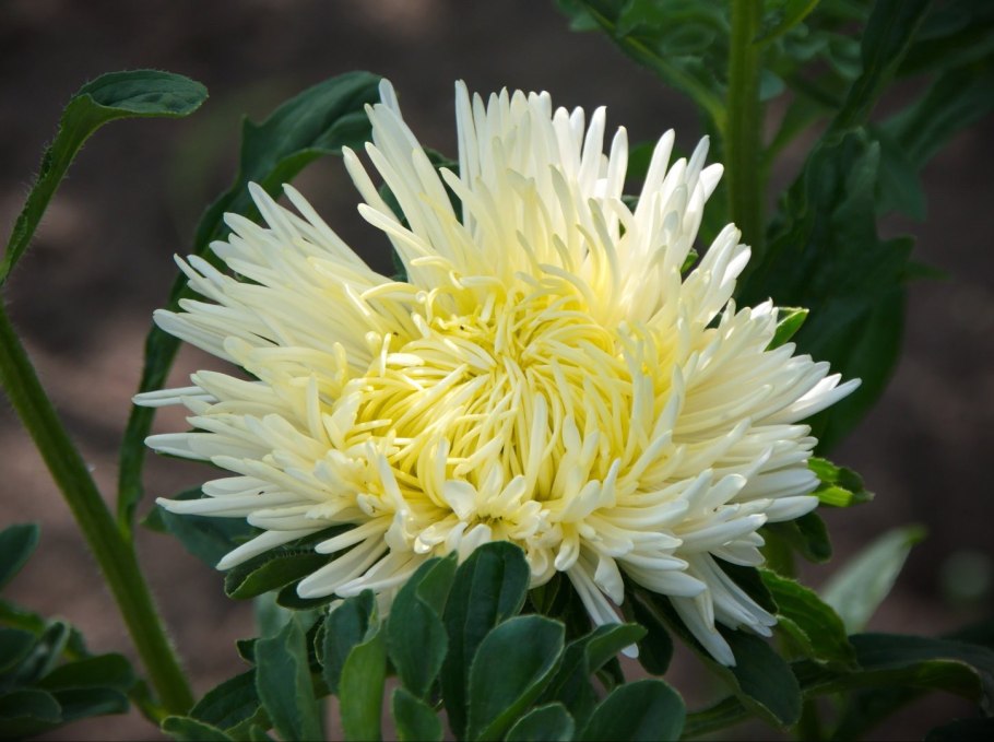 Астра китайская Гала Еллоу