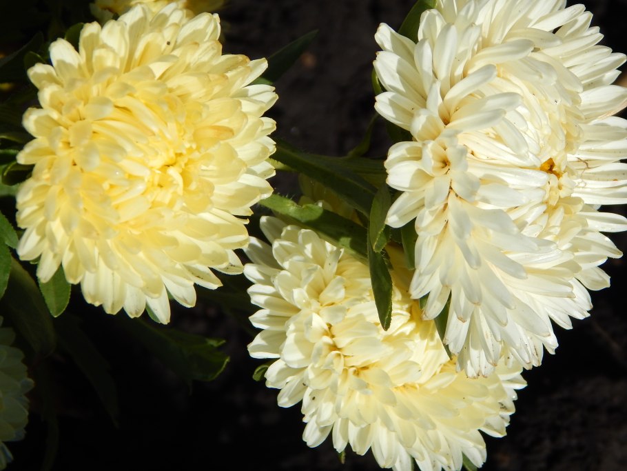 Астра леди коралл Еллоу