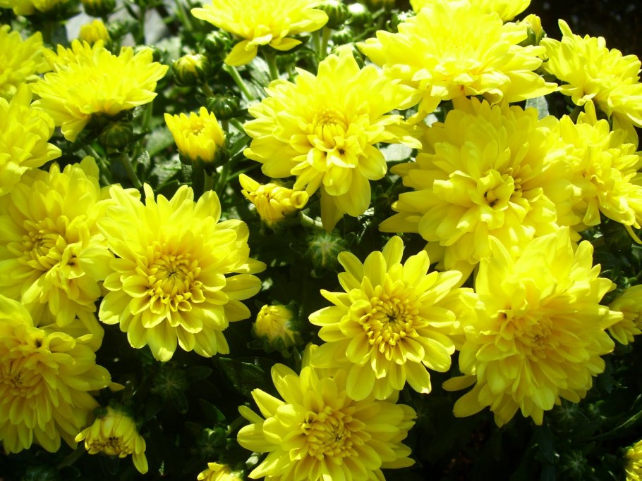 Желтая Астра цветок